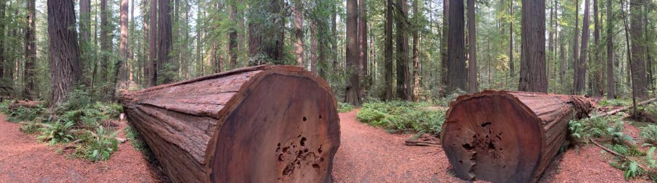 Hotel Glamping In The Redwoods With A Hot Tub! Garberville Exteriér fotografie