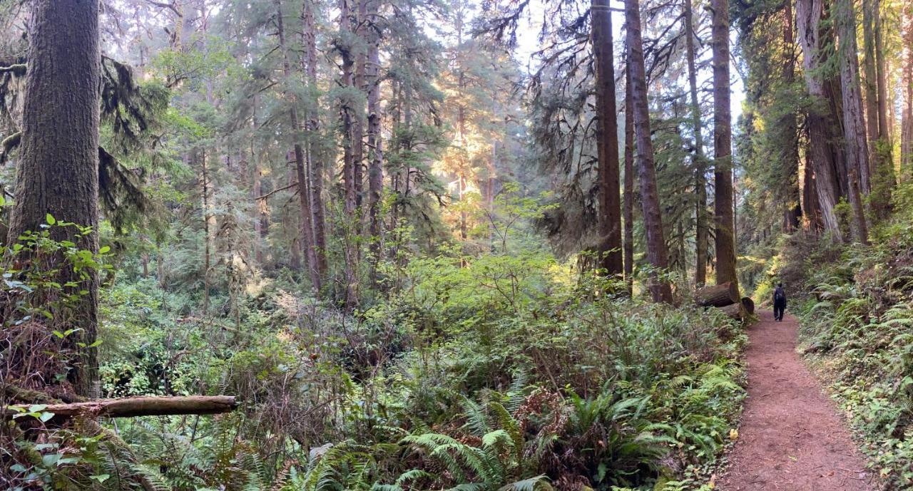 Hotel Glamping In The Redwoods With A Hot Tub! Garberville Exteriér fotografie